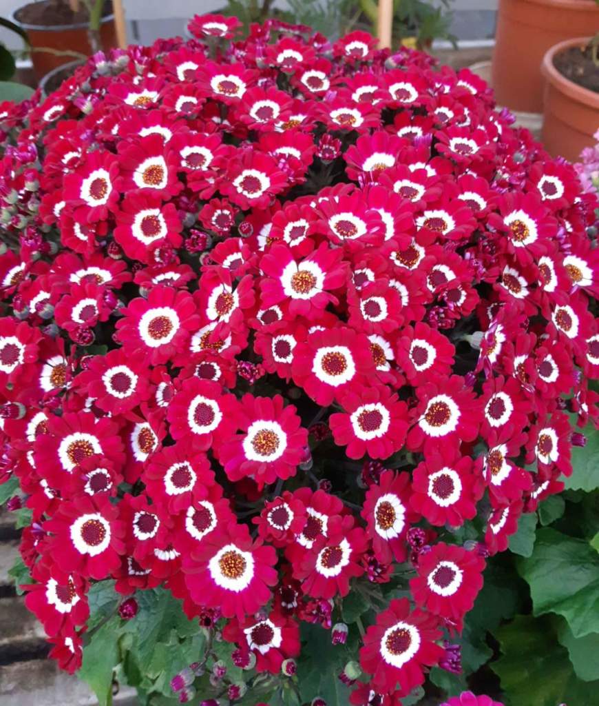 cineraria rossa