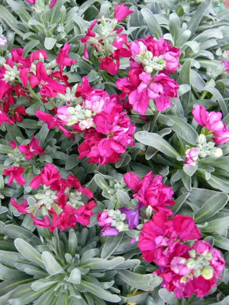 matthiola incana violacciocca