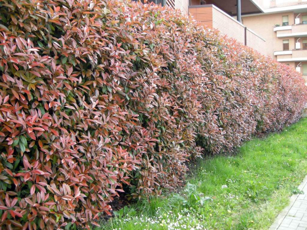 fotinia photinia siepe