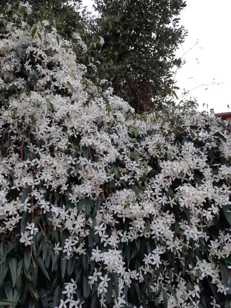 clematis armandii