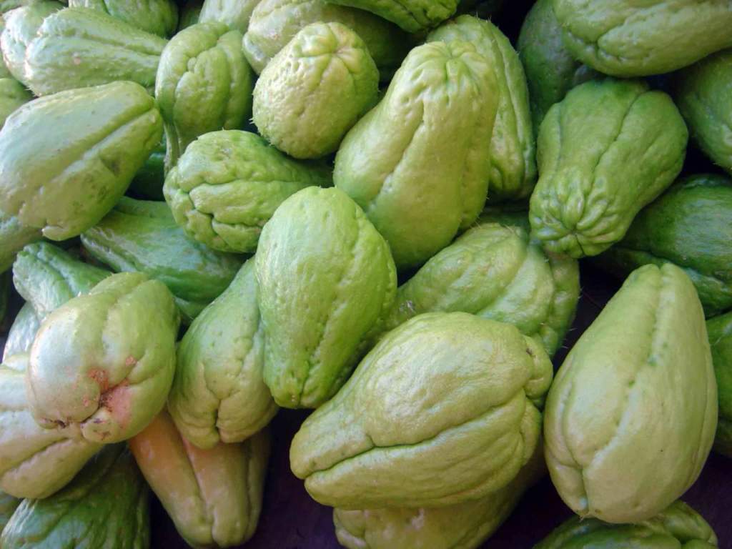 chayote sechium edule