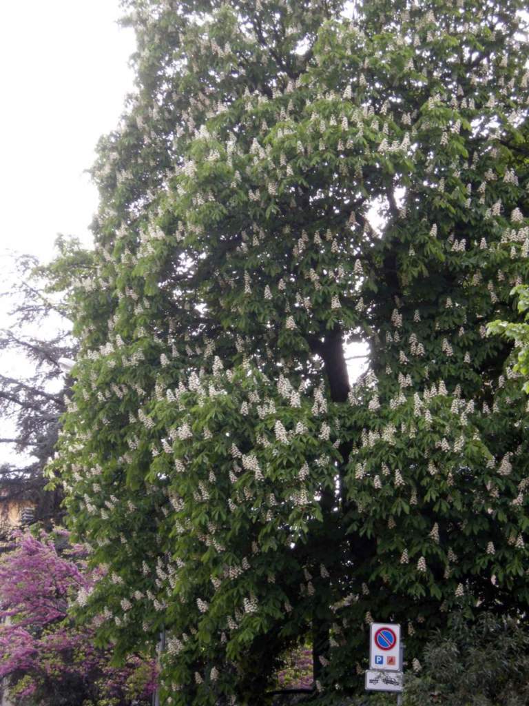 ippocastano fiori bianchi
