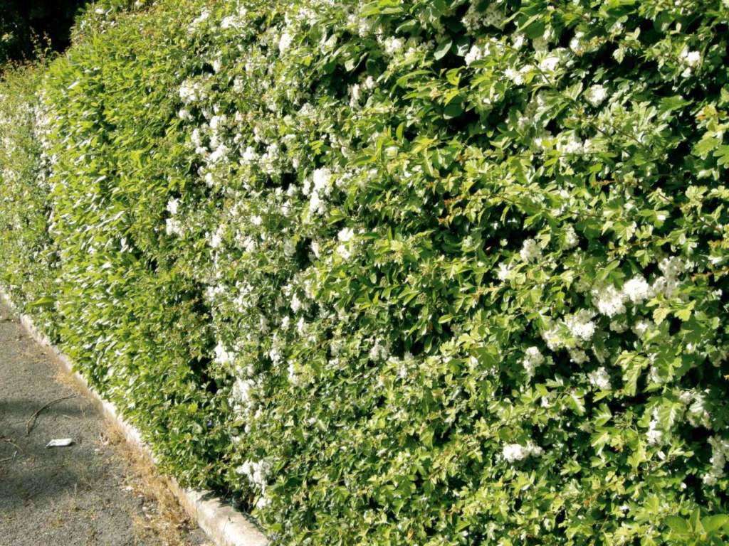 tagliare siepe crataegus