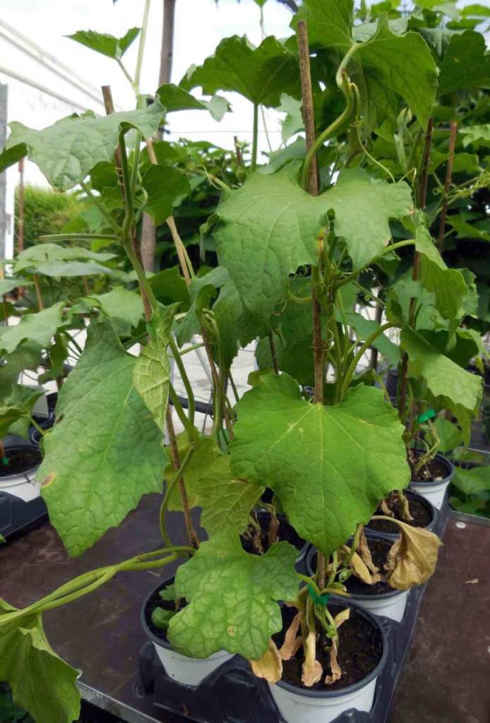 luffa pianta