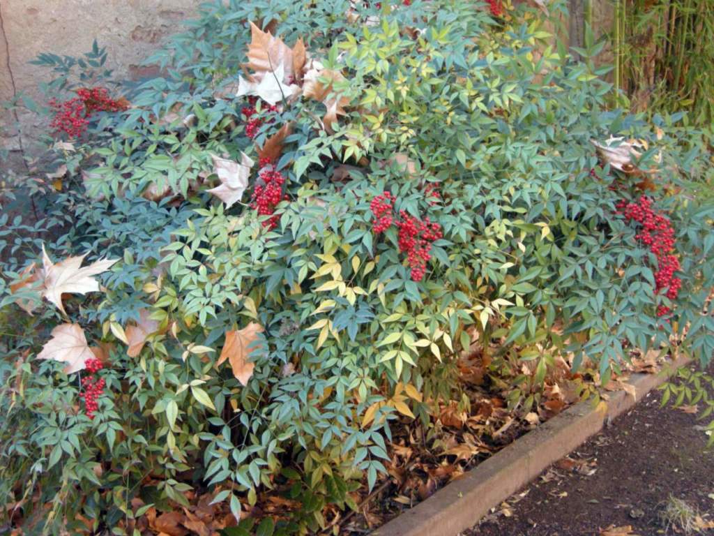 nandina