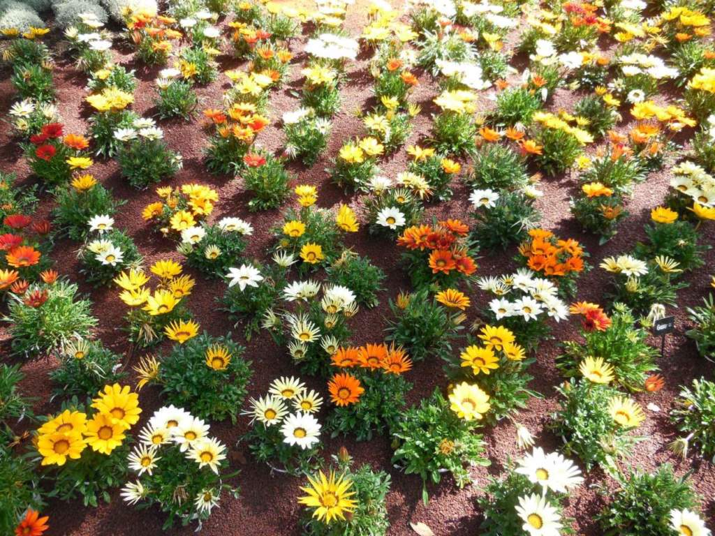gazania
