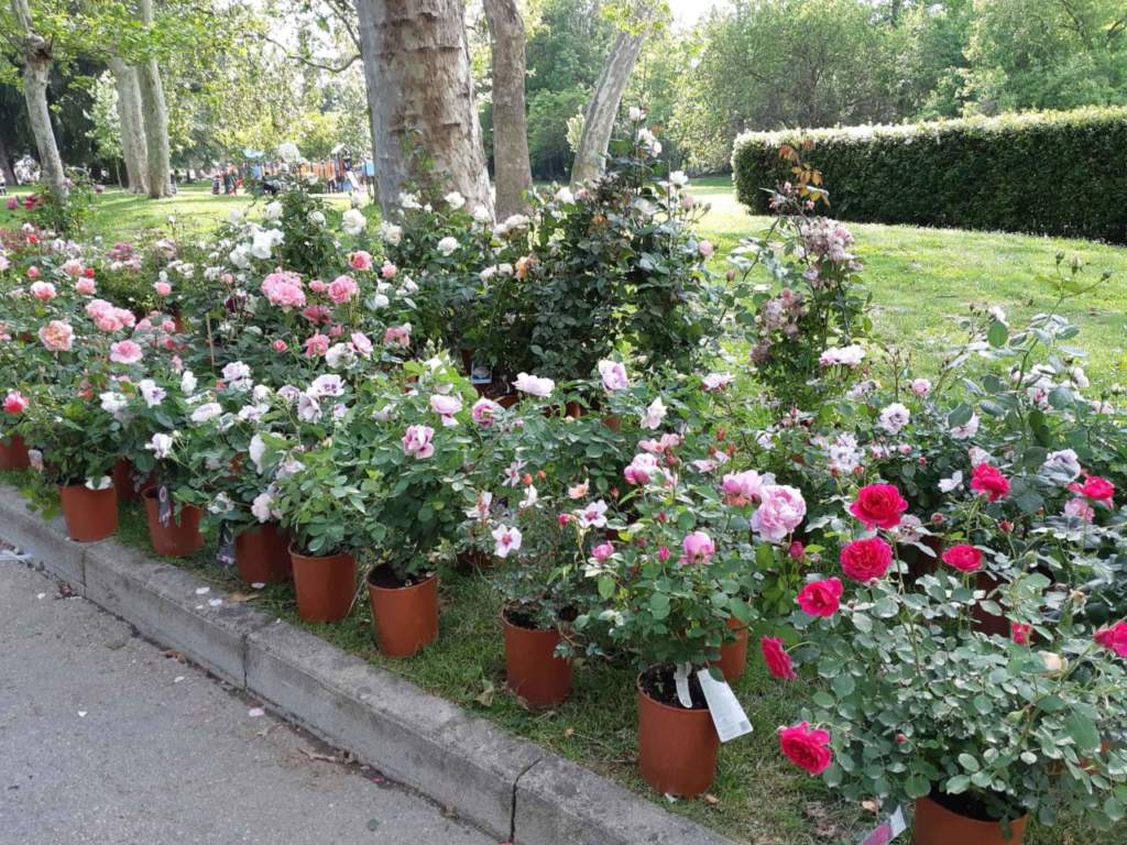 rose vaso roseto