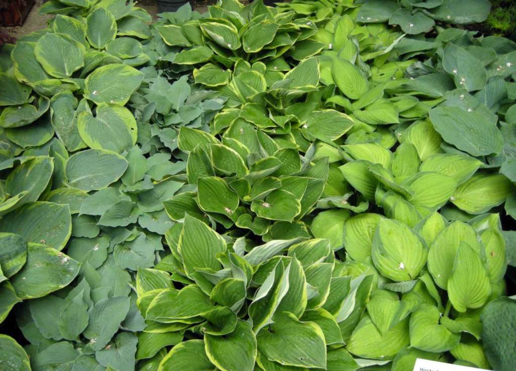 Hosta ombra