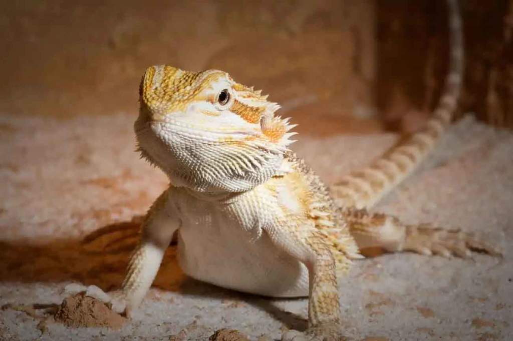 drago barbuto