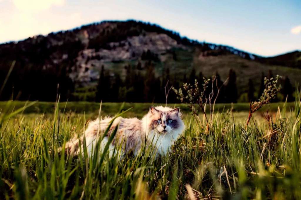vipere gatti trekking