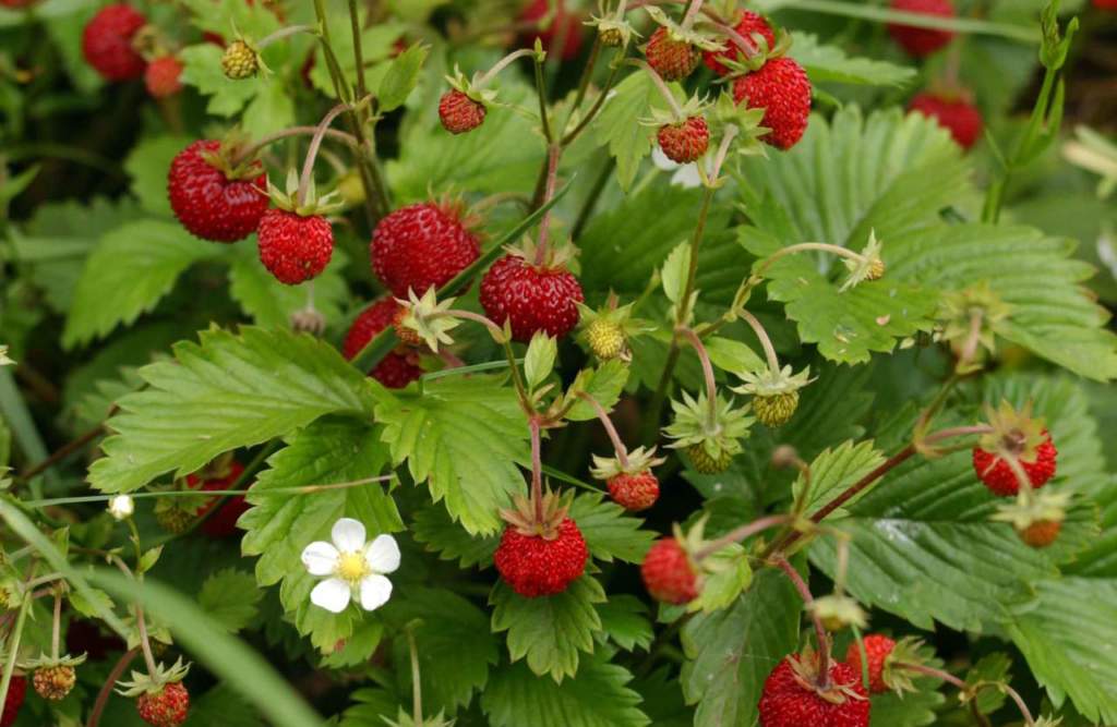fragola di bosco fiori frutti
