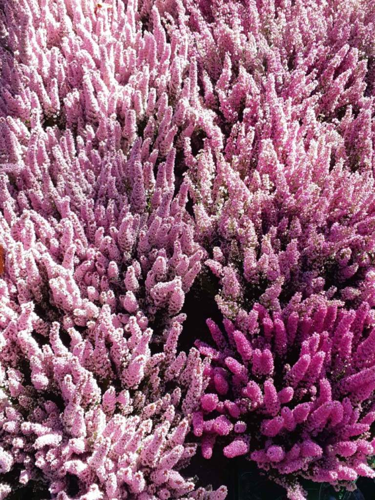 erica calluna