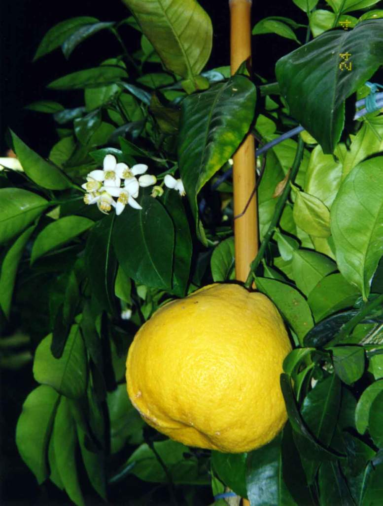 cedro fiori frutti