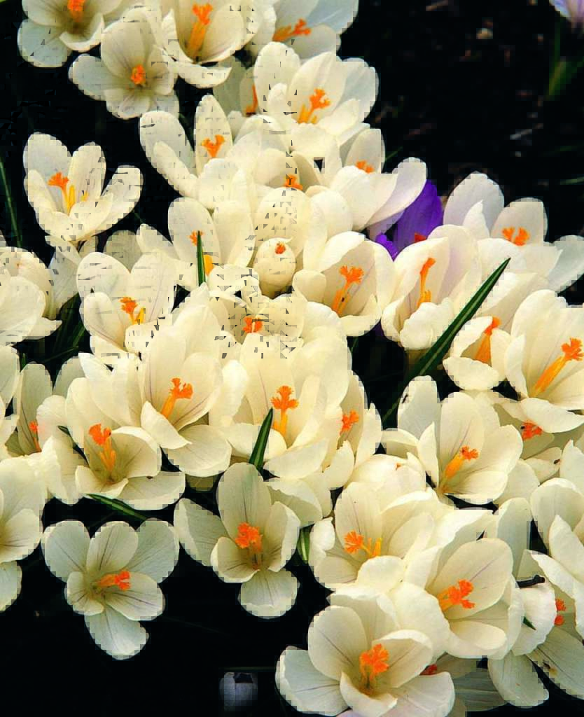 Crocus vernus 'Jeanne d'Arc' croco