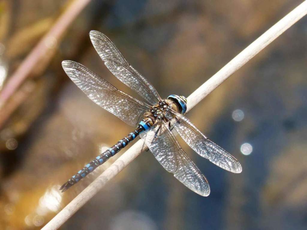 libellule