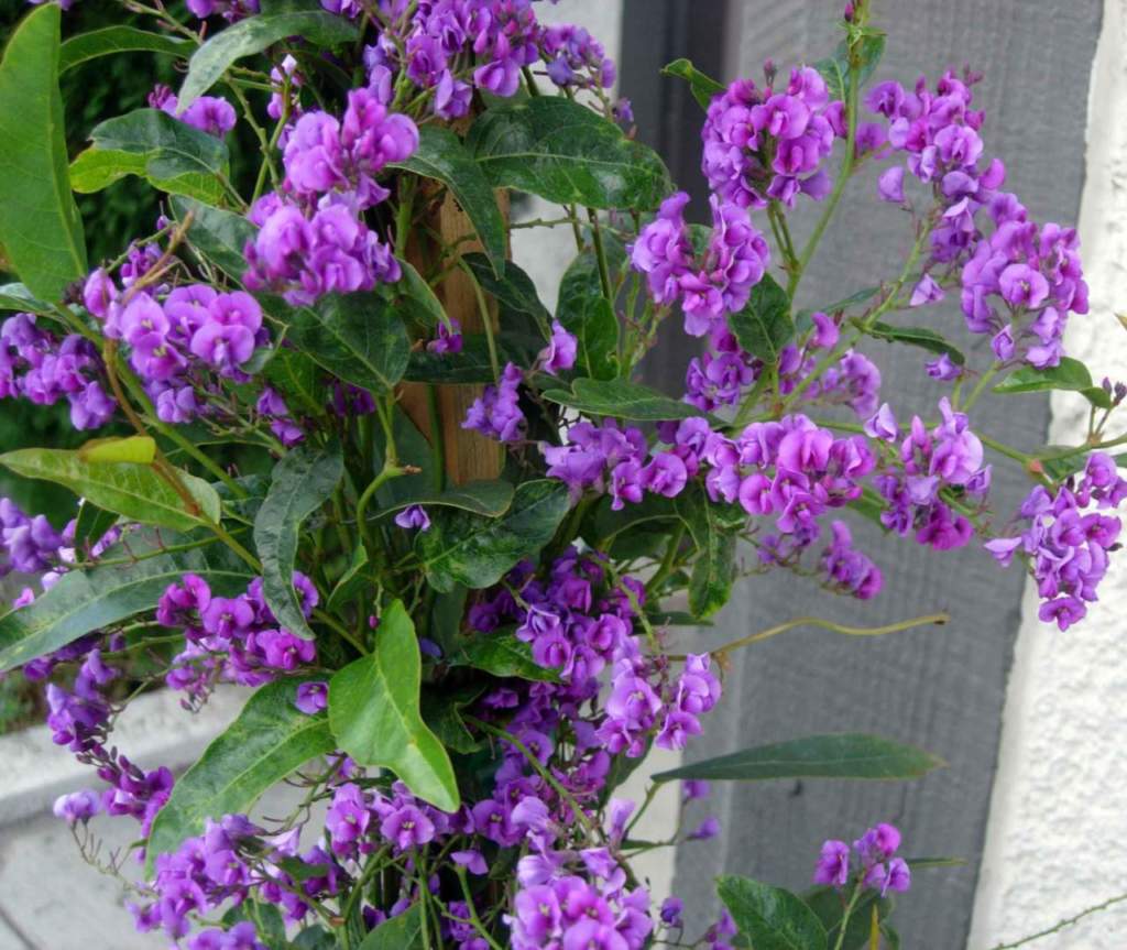 Hardenbergia comptoniana