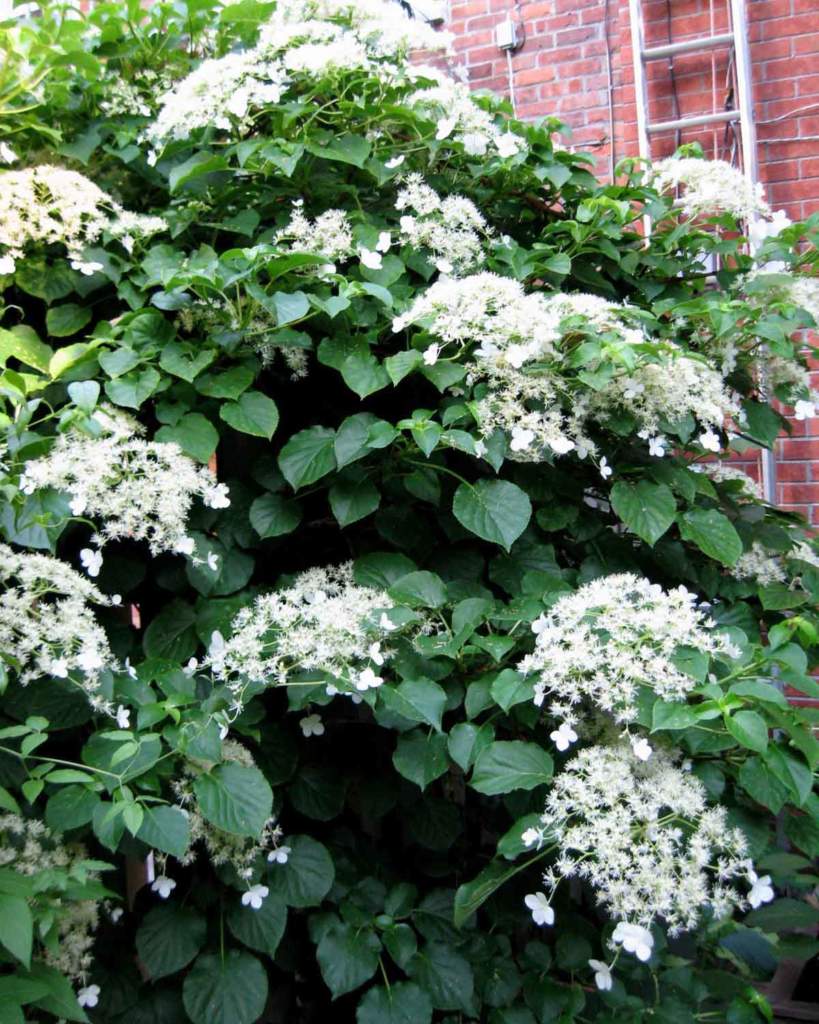 Hydrangea petiolaris ortensia rampicante