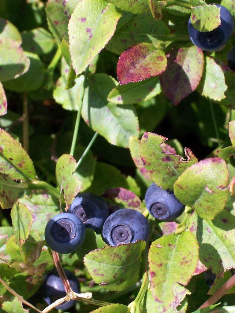 Vaccinium myrtillus mirtillo nero