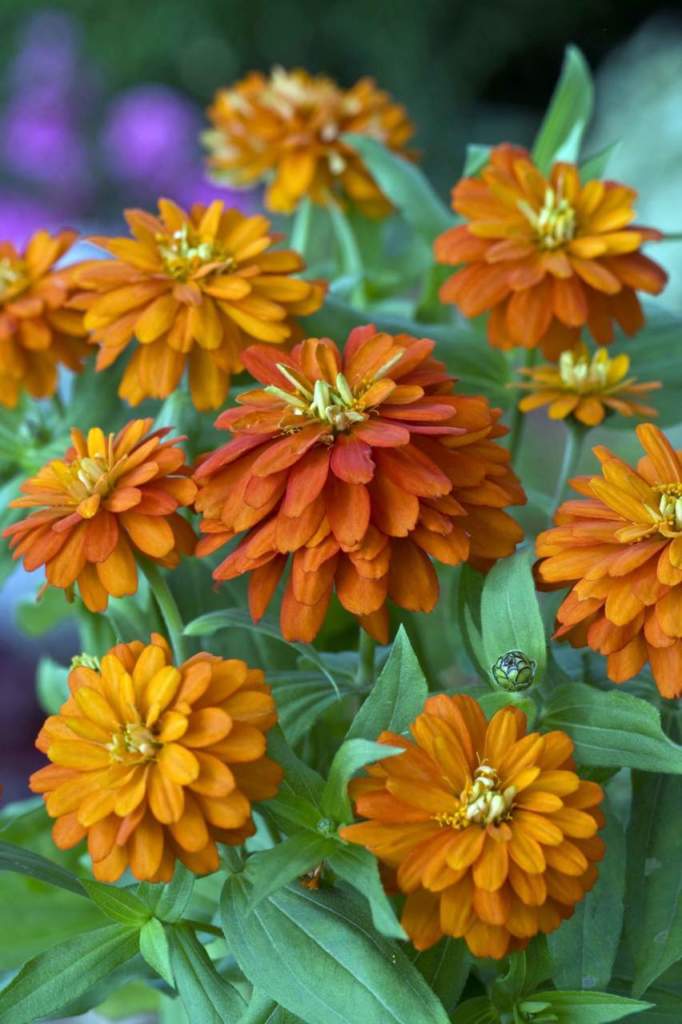 zinnia