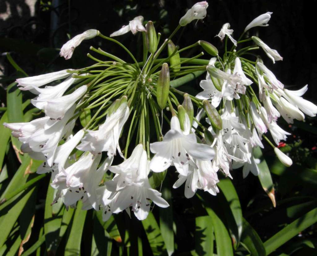agapanto bianco