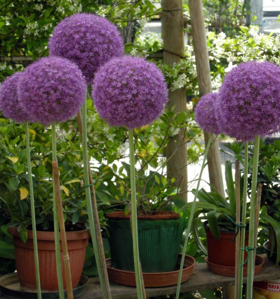 Allium sphaerocephalum