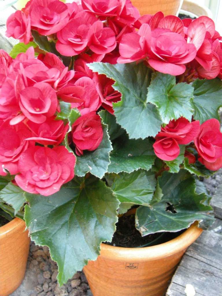 begonia grandiflora tuberosa