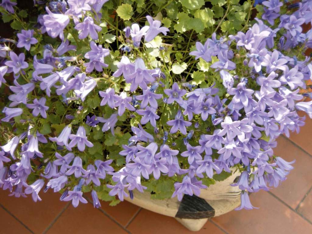 campanula