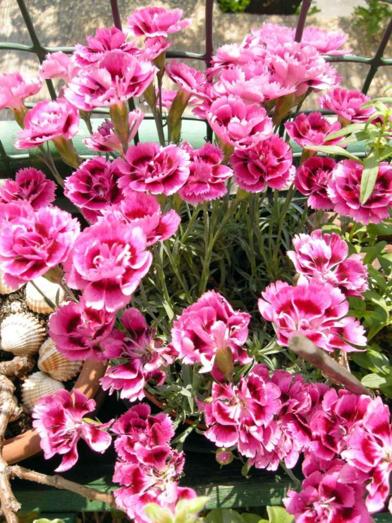 garofanino dianthus