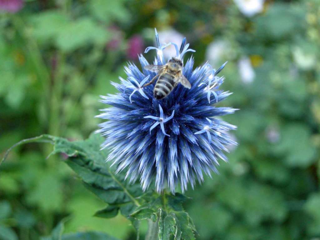 cardo pallottola echinops ape