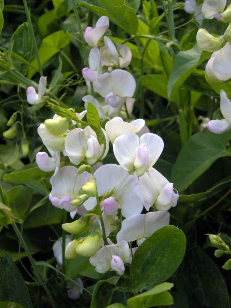 lathyrus pisello odoroso