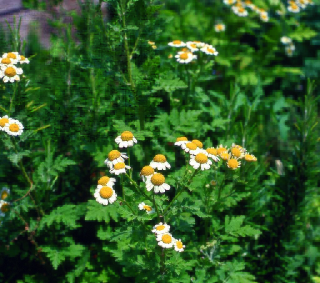 camomilla matricaria