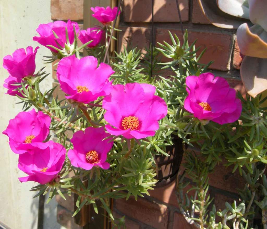 portulacca
