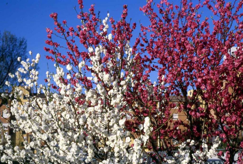 Prunus fiore