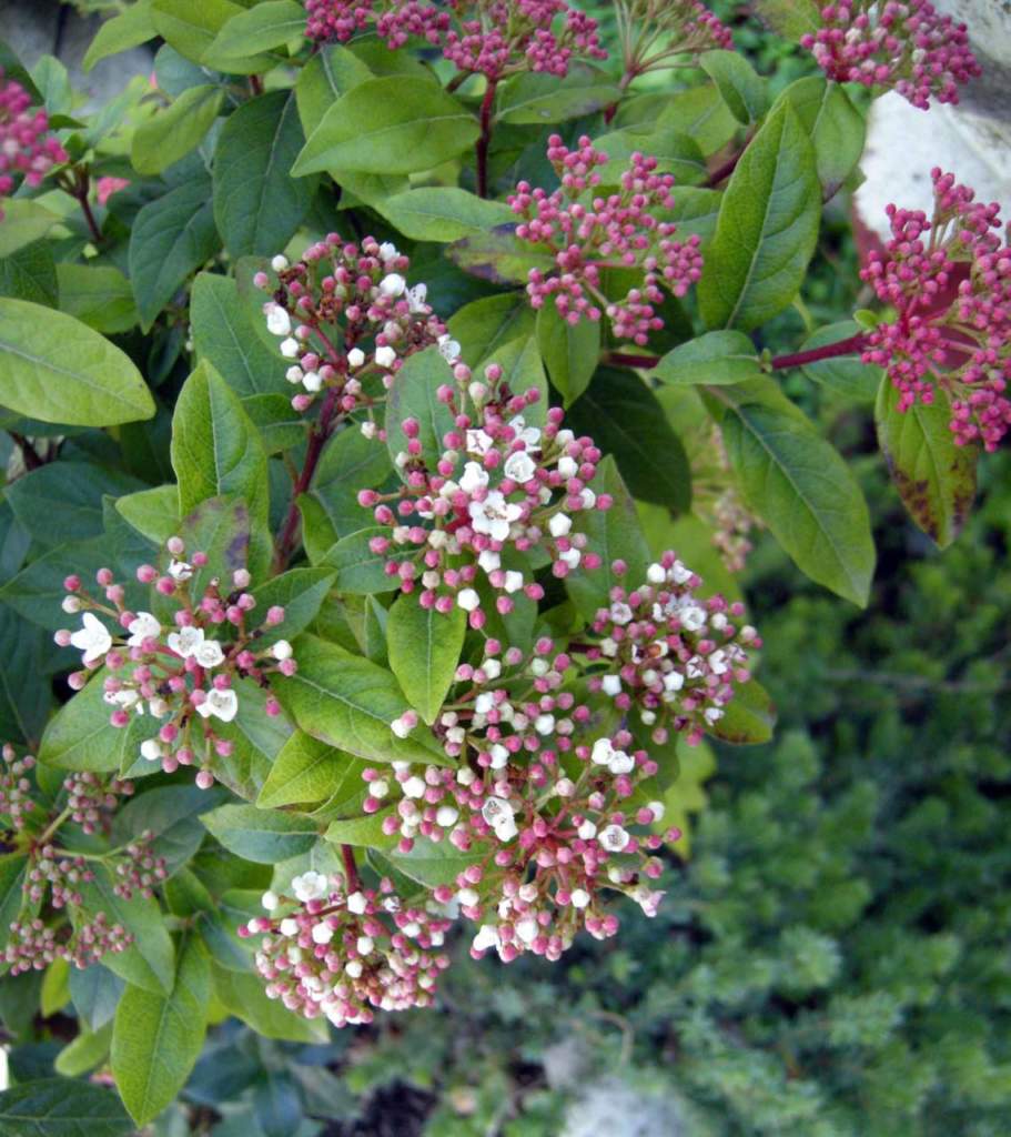 laurotino viburnum tinus