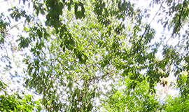castagno seccato