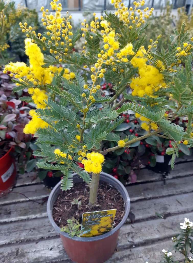 piante vaso mimosa
