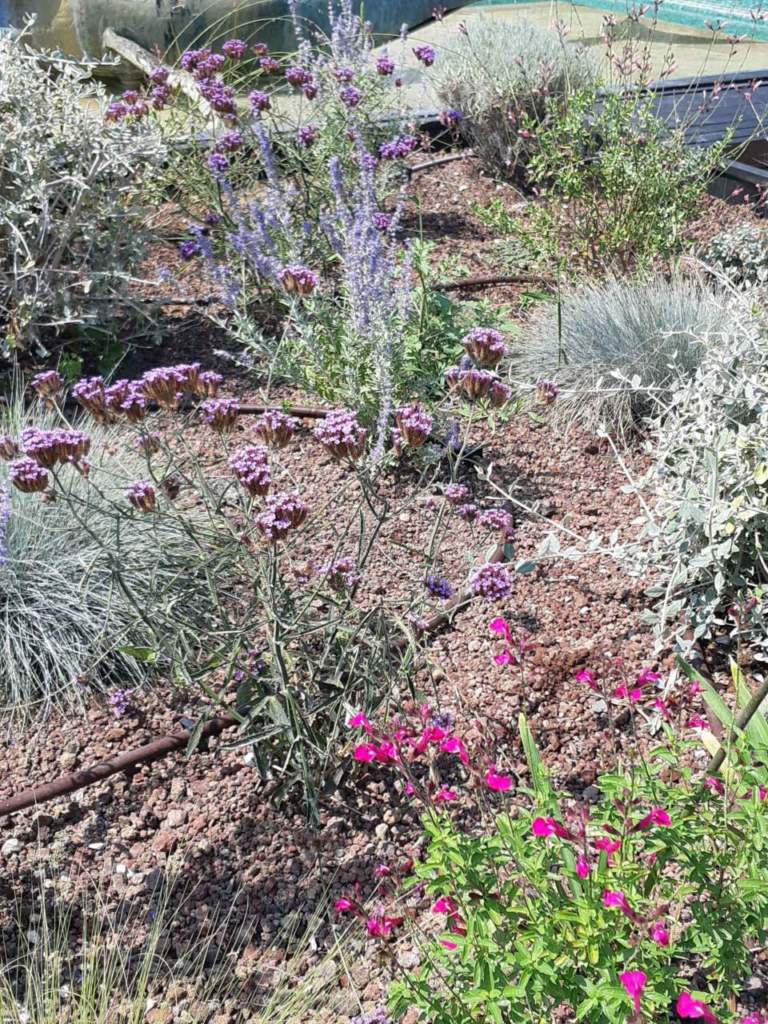 giardino siccità