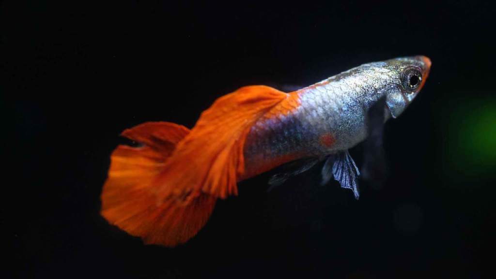 guppy
