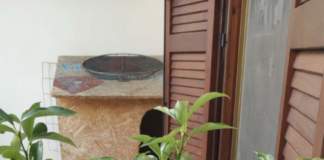 Kumquat con insetti