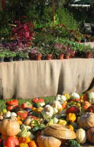 mostre mercato landriana