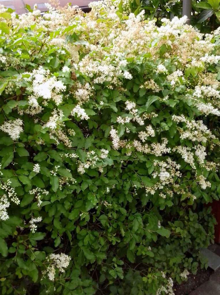 Ligustrum ovalifolium fiori