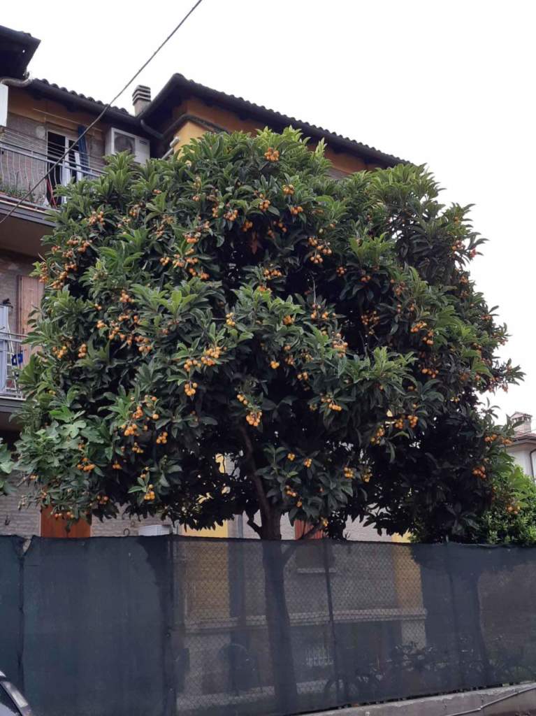 nespolo giapponese