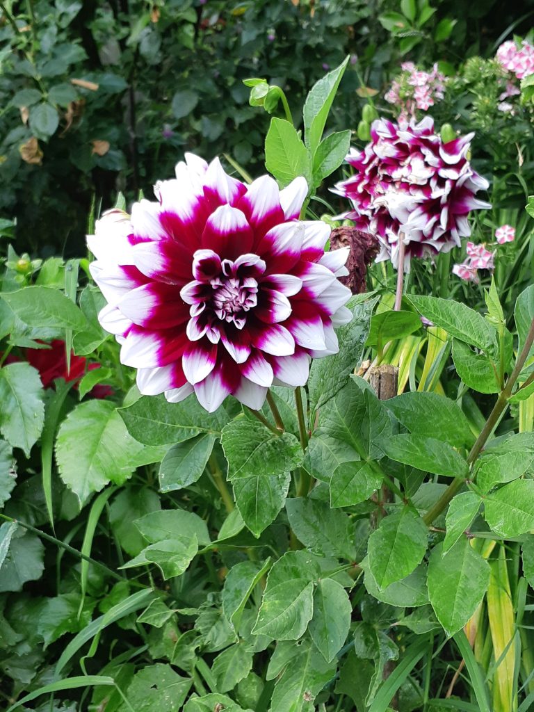 dahlia