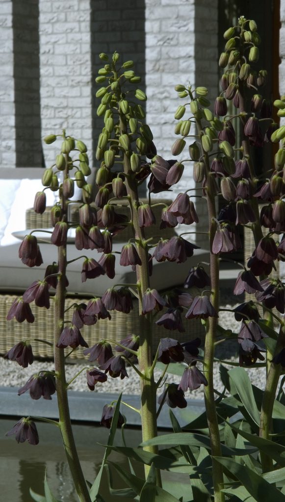 fritillaria
