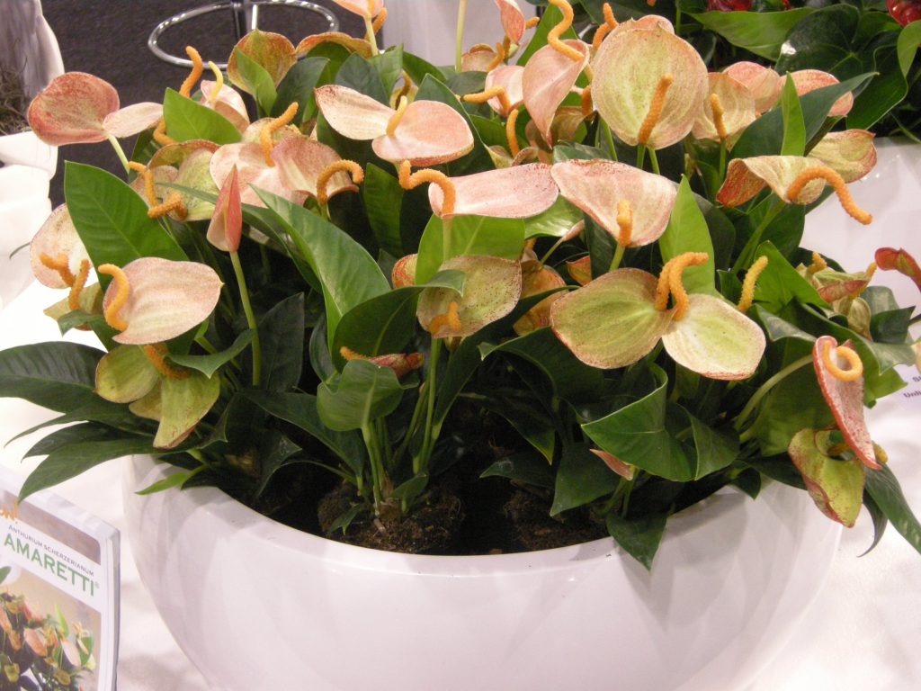 anthurium