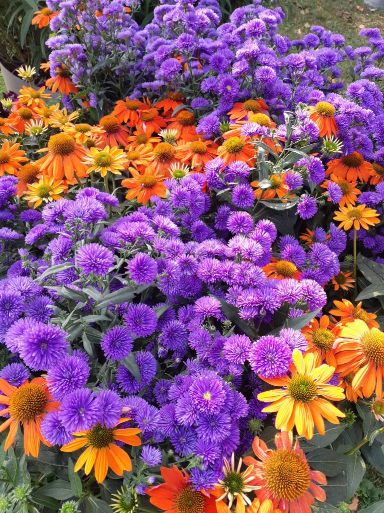 aster_rudbeckia
