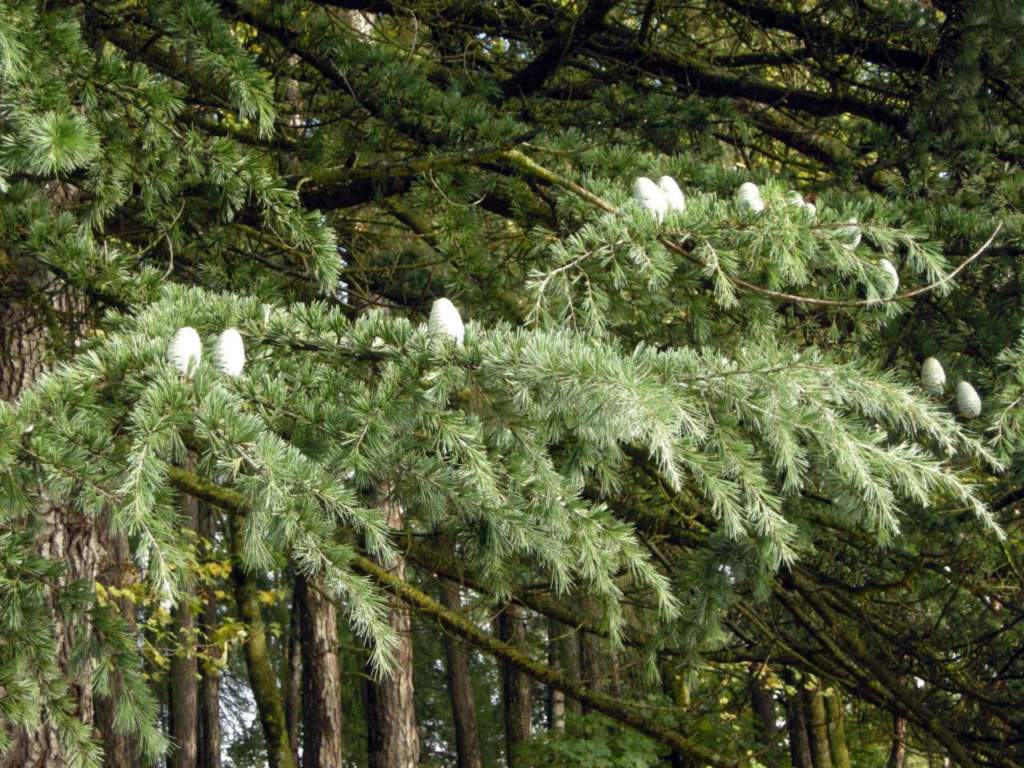 Cedrus deodara pigne