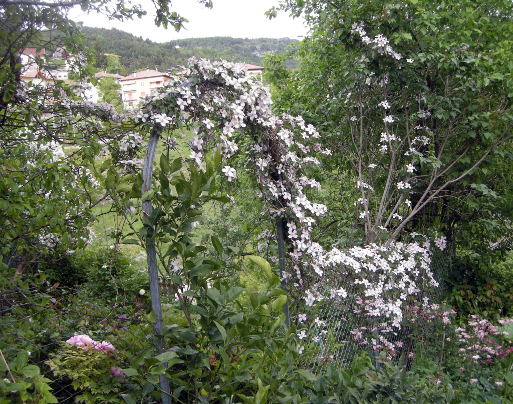 clematis montana