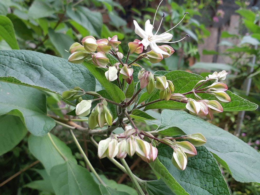 clerodendrum