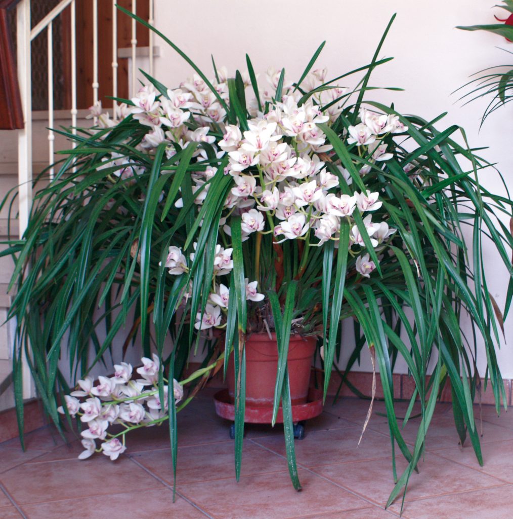 cymbidium